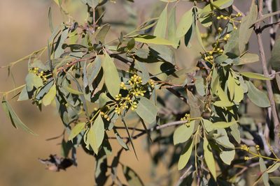 Santalum lanceolatum, photographed by Kym Nicolson
