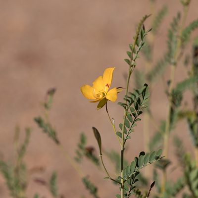 Petalostylis labicheoides, photographed by Kym Nicolson