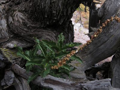 Anisomeria coriacea, photographed by Nicolás Lavandero