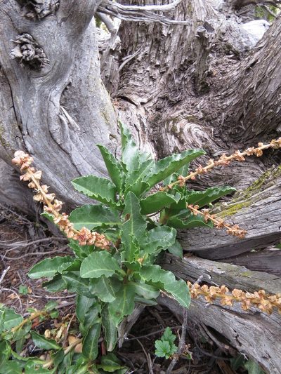 Anisomeria coriacea, photographed by Nicolás Lavandero