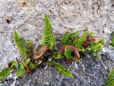 Austroblechnum microphyllum, photographed by Nicolás Lavandero