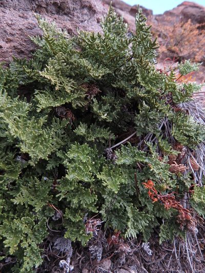 Quechuapteris glauca, photographed by Nicolás Lavandero