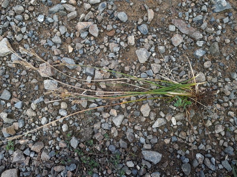 Juncus dichotomus, photographed by Leon Perrie