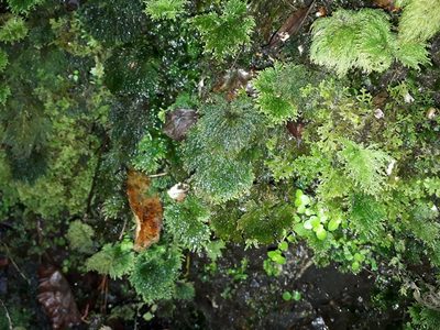 Dendrohypopterygium filiculiforme, photographed by Leon Perrie
