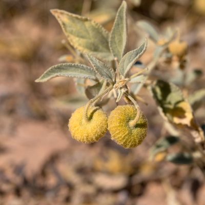 Sida platycalyx, photographed by Kym Nicolson