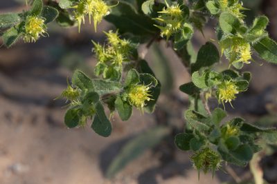 Acanthospermum hispidum, photographed by Kym Nicolson