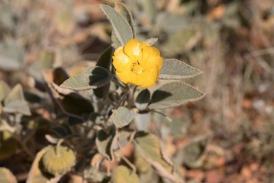 Sida platycalyx, photographed by Kym Nicolson
