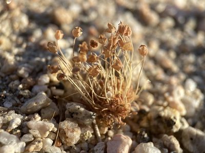 Canbya candida, photographed by Matt Berger