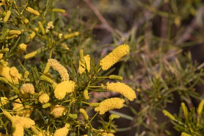 Acacia chisholmii, photographed by Kym Nicolson