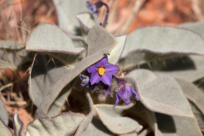 Solanum quadriloculatum, photographed by Kym Nicolson