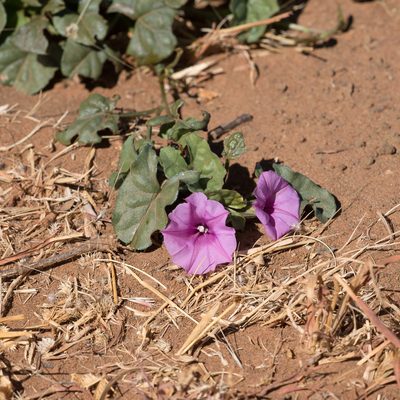 Ipomoea muelleri, photographed by Kym Nicolson