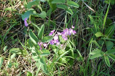 Primula cortusoides, photographed by Alexander Dubynin