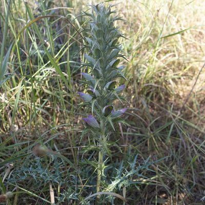 Acanthus spinosus, photographed by Anna C