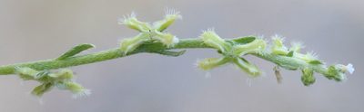 Pectocarya penicillata, photographed by Pinnacles National Park