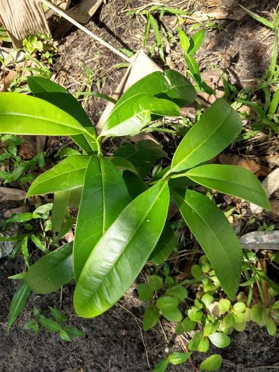 Samadera indica, photographed by renjus box