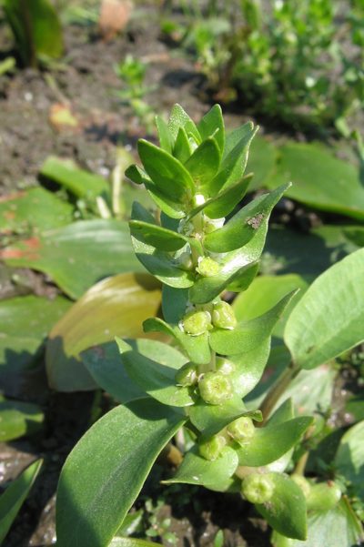 Elatine alsinastrum, photographed by Татьяна Горбушина