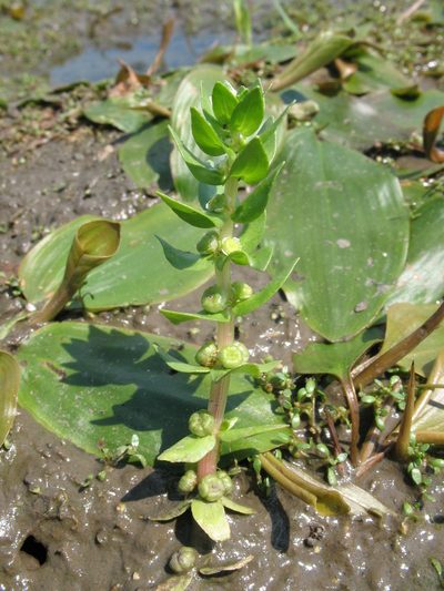 Elatine alsinastrum, photographed by Татьяна Горбушина