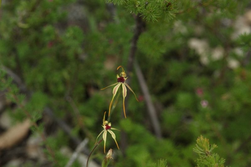 Caladenia longiclavata, photographed by Em Lamond