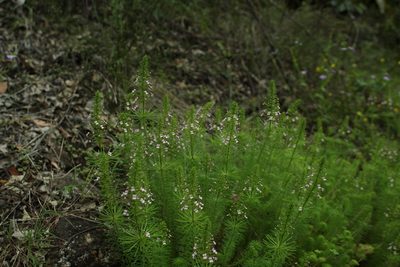 Stylidium adnatum, photographed by Em Lamond