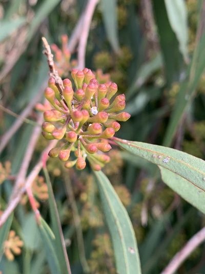 Eucalyptus elata, photographed by Guy Taseski