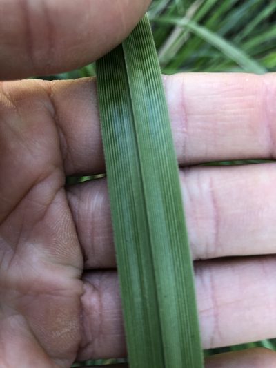 Cyperus lucidus, photographed by Greg Tasney