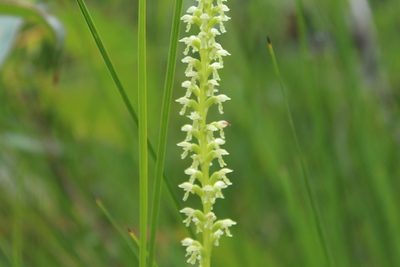 Microtis alba, photographed by Em Lamond