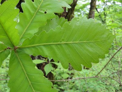 Quercus dentata, photographed by Marco Mussita