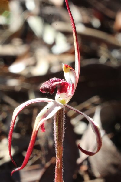 Caladenia drummondii, photographed by Em Lamond