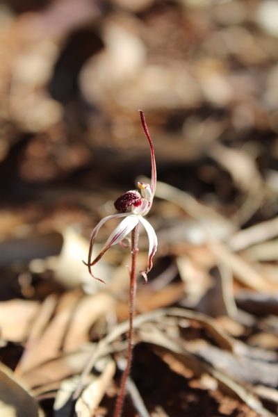 Caladenia drummondii, photographed by Em Lamond
