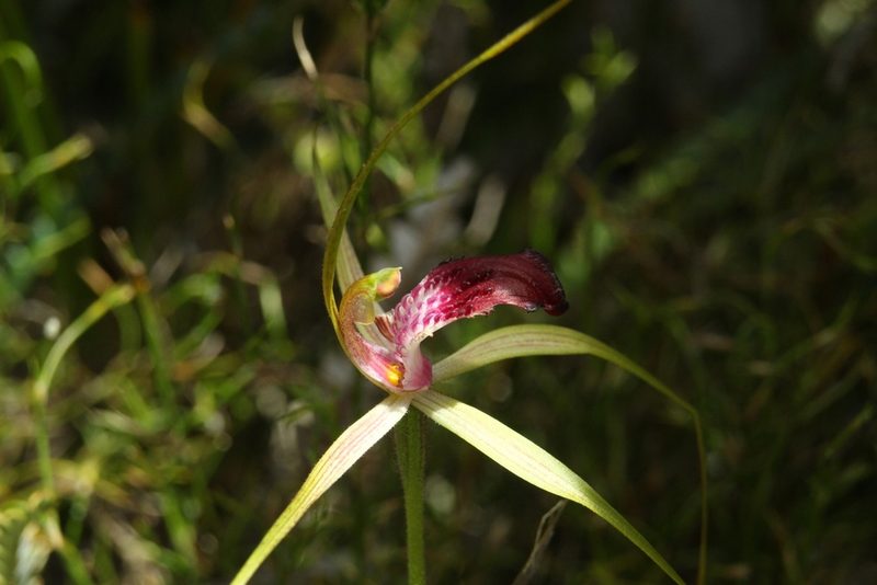 Caladenia ambusta, photographed by Em Lamond