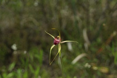 Caladenia ambusta, photographed by Em Lamond