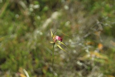 Caladenia ambusta, photographed by Em Lamond