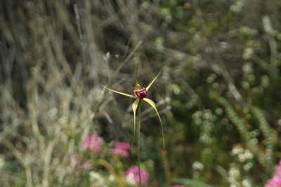Caladenia ambusta, photographed by Em Lamond