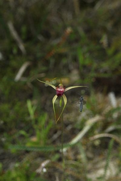 Caladenia ambusta, photographed by Em Lamond