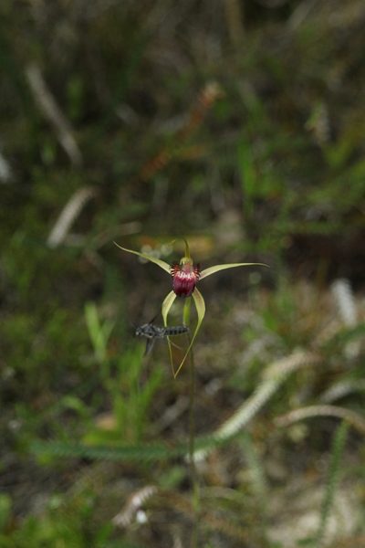 Caladenia ambusta, photographed by Em Lamond