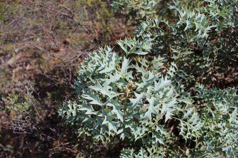 Grevillea bipinnatifida, photographed by Em Lamond