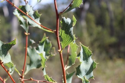 Hakea undulata, photographed by Em Lamond