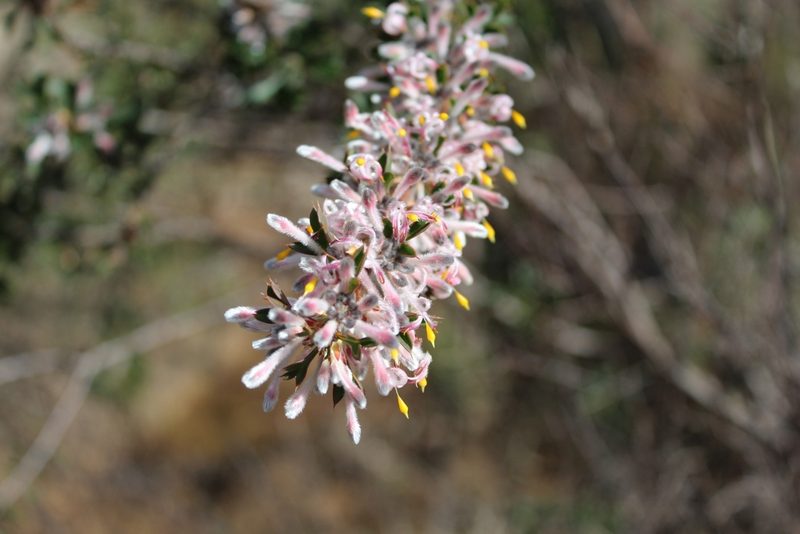 Petrophile biloba, photographed by Em Lamond