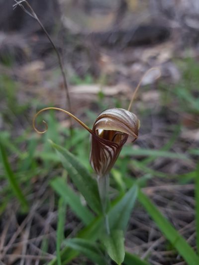 Pterostylis hamiltonii, photographed by Em Lamond