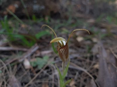 Pterostylis hamiltonii, photographed by Em Lamond
