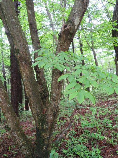 Carpinus cordata, photographed by Marco Mussita