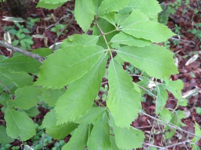 Quercus serrata, photographed by Marco Mussita