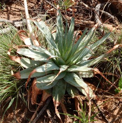 Aloe pretoriensis, photographed by Henry de Lange