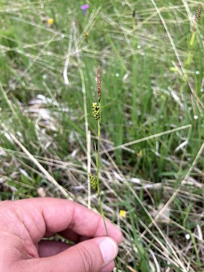Carex hostiana, photographed by Thomas Ebner