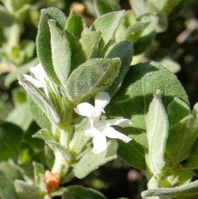 Dyschoriste tshwanensis, photographed by Henry de Lange