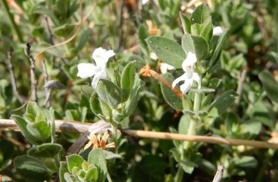 Dyschoriste tshwanensis, photographed by Henry de Lange