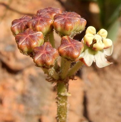 Asclepias fallax, photographed by Henry de Lange