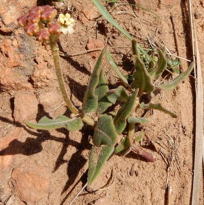 Asclepias fallax, photographed by Henry de Lange
