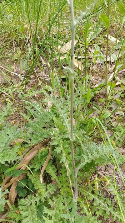 Cirsium filipendulum, photographed by Carminda Santos