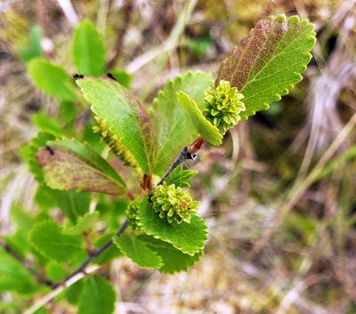 Betula pumila, photographed by aarongunnar